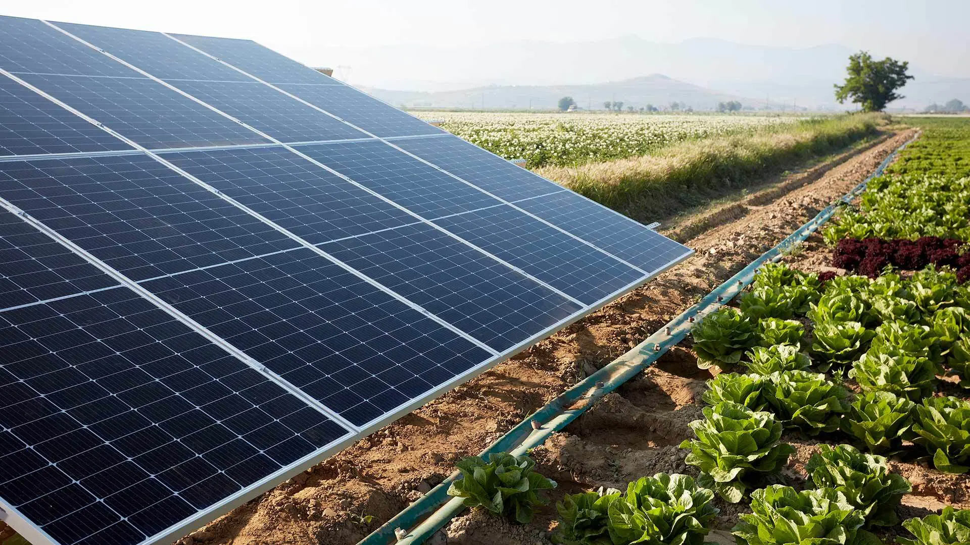 Introducing solar panels to agricultural fields across Maryland could provide both economic and environmental benefits. A UMD Extension proposal to design these agrivoltaic systems is one of the 13 projects that has been awarded a Sustainability Fund grant this year.